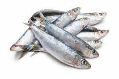 Buddies Sardines (1lb bag- Frozen)