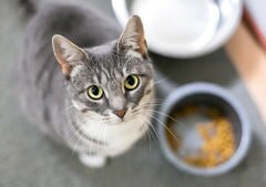 4 Paws Pure Gently Cooked Food for Cats