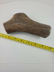 Naturally Shed Moose Antler