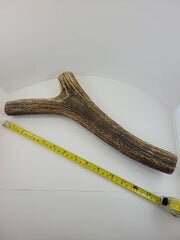 Naturally Elk Shed Antler