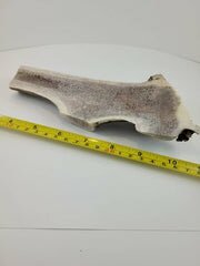 Naturally Elk Shed Antler