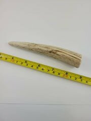Naturally Elk Shed Antler