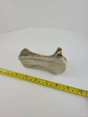 Naturally Shed Moose Antler