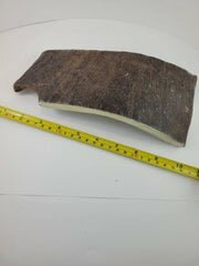 Naturally Shed Moose Antler