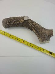 Naturally Shed Deer Antler