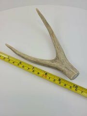 Naturally Shed Deer Antler