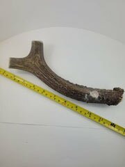 Naturally Shed Deer Antler