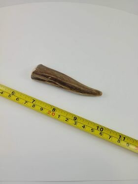 Naturally Shed Deer Antler