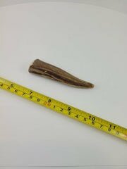 Naturally Shed Deer Antler