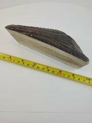Naturally Elk Shed Antler