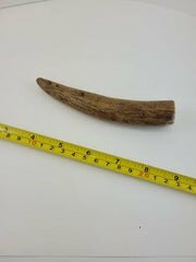 Naturally Shed Moose Antler