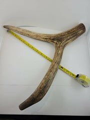 Naturally Elk Shed Antler