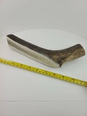 Naturally Elk Shed Antler
