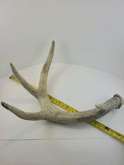 Naturally Shed Deer Antler