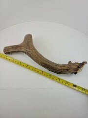 Naturally Shed Deer Antler