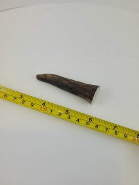 Naturally Shed Moose Antler