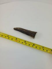 Naturally Shed Moose Antler