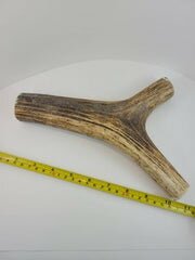 Naturally Elk Shed Antler