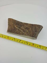 Naturally Shed Moose Antler