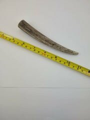 Naturally Shed Deer Antler