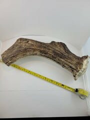 Naturally Shed Moose Antler