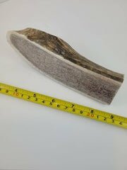 Naturally Elk Shed Antler