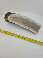 Naturally Elk Shed Antler