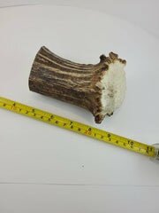 Naturally Shed Moose Antler