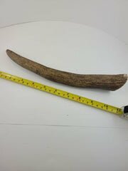 Naturally Shed Moose Antler