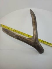 Naturally Shed Deer Antler