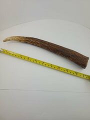Naturally Elk Shed Antler