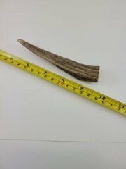 Naturally Shed Deer Antler