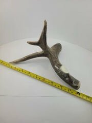 Naturally Shed Deer Antler