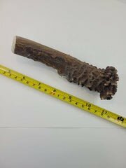 Naturally Shed Deer Antler