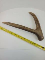 Naturally Shed Deer Antler