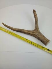 Naturally Shed Deer Antler