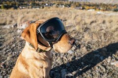 Rex Specs V2 Goggles