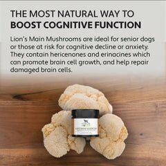 Four Leaf Rover Lion's Mane Mushroom