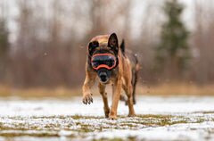 Rex Specs V2 Goggles