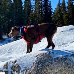 The Panza Harness with Deployable Emergency Dog Rescue Sling