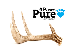 Naturally Shed Deer Antler