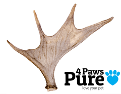 Naturally Shed Moose Antler