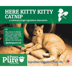 Here Kitty Kitty Catnip